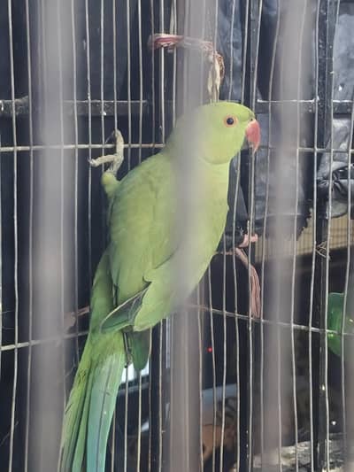 green parrot toti hn bhot achi mara tota ur gia jabi sale kar rha ho