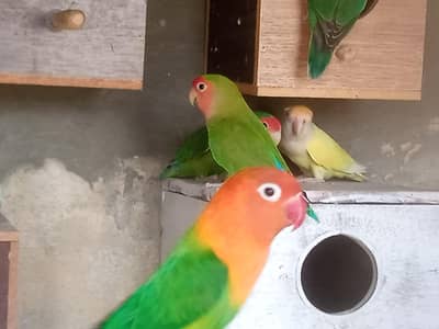 LOVE BIRDS AVAILABLE