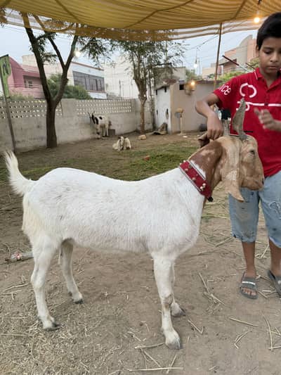 Bakrey bakra for sale