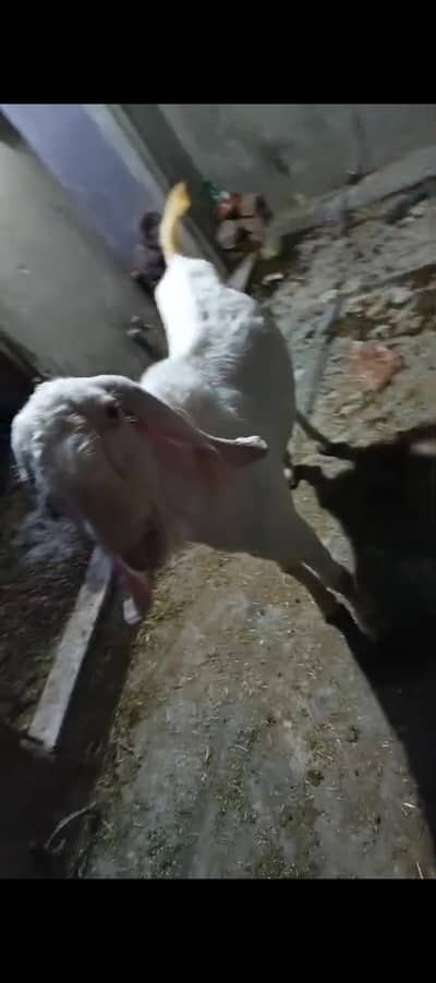 MashaAllah Gulabi. Bakra choga age 2.4 years