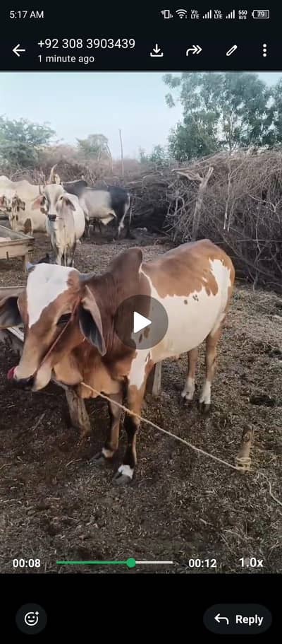 Wacha for sale | Bull for sale| Qurbani