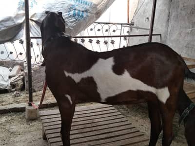 Desi bakra for qurbani 2 dant hai.