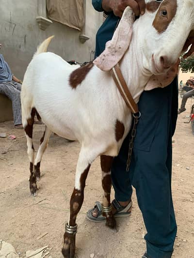 2 dant khasi Bakra