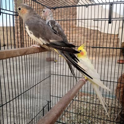 cocktial phatty 7 month  plus age 4 pice available
