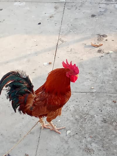 3 male ha or aik female