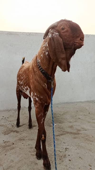 QURBANI MALE GOAT
