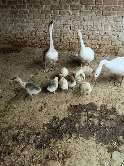 Ducks