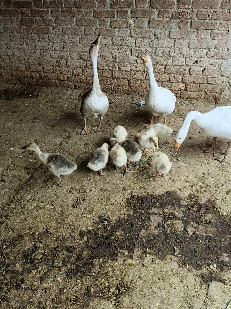 Ducks 0