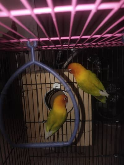 Lutino Lovebird