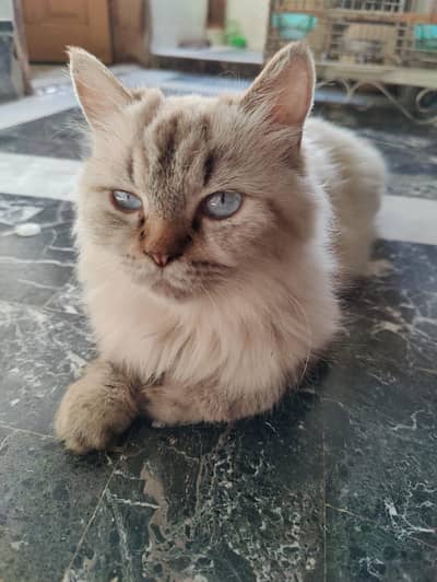 Australian Simans female cat