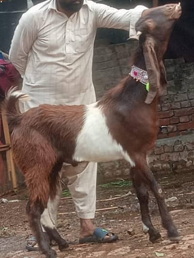 Desi 2 dant bakry sale