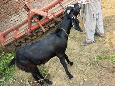 Eid bakra