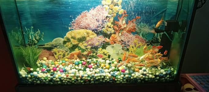 Fish Echoriam
