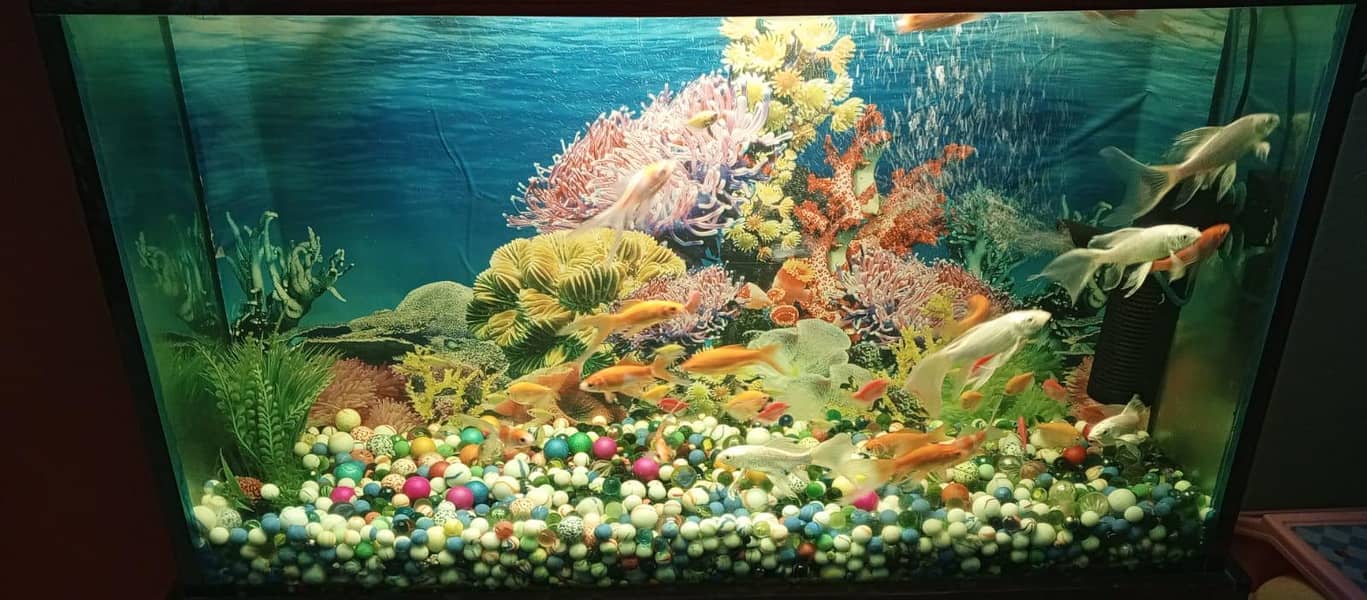 Fish Echoriam 1