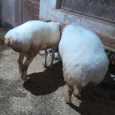 3 Balkhi Dumbay For Qurbani 2026