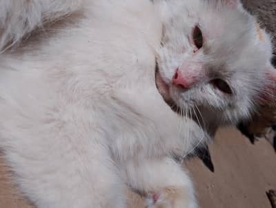 female cat for sale