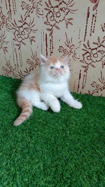 High quality Persian Kitten(Triple coated)(Cash on Delivery)(Karachi)