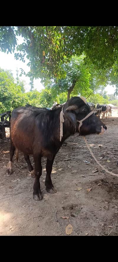pure walaiti bachri Friesian
