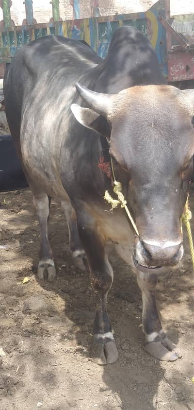 Qurbani