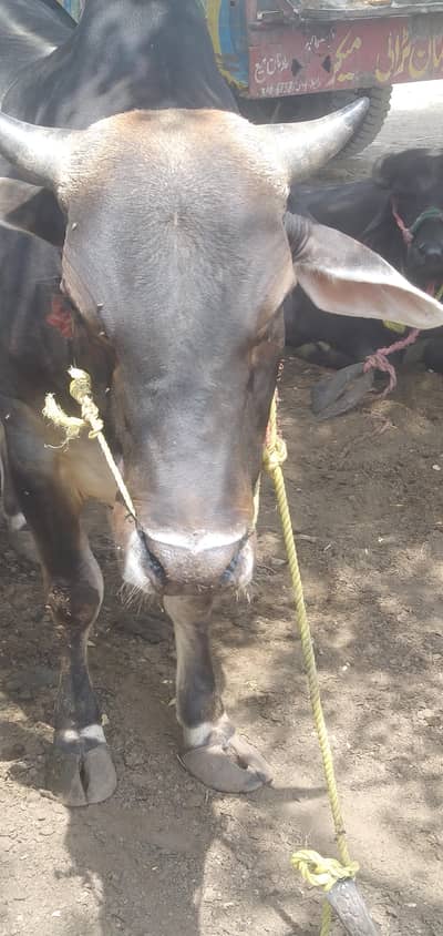 Qurbani