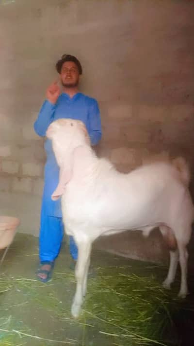 Gulbi Ranjhan pur Nasal