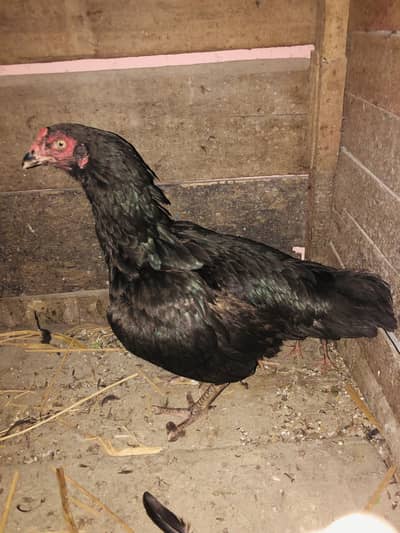 Aseel female