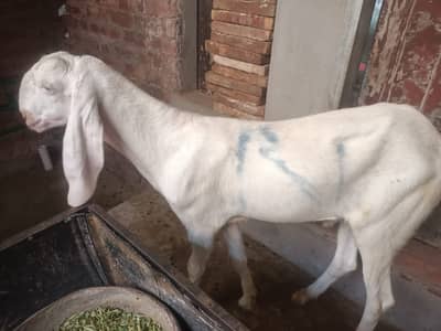 VIP Rajanpuri Donda Bakra | Healthy Rajanpuri Goat | Eid Special Goat