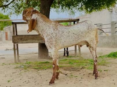 bakra for sale my WhatsApp number 03 45 70 84 4 34