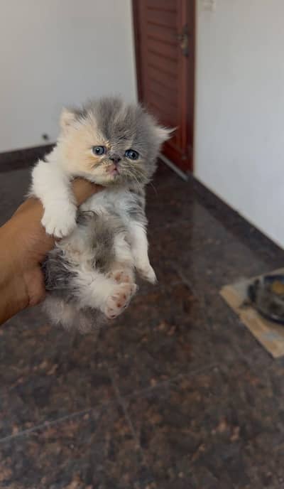 Persian Punch pikki face triple coat cat Kitten