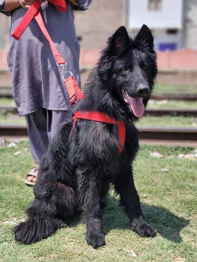 black Shepherd long coat