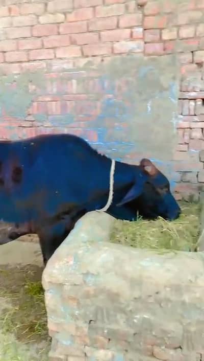 Bachra
