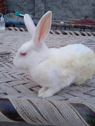 white red eye pregnant female rabbit for sale 03276204640