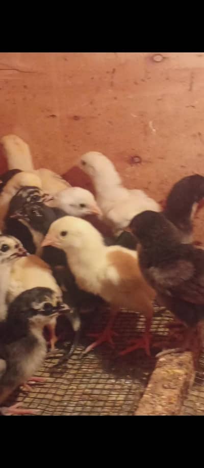 Shamo chicks dragon chicks Thai chicks