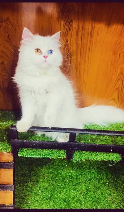 pure white