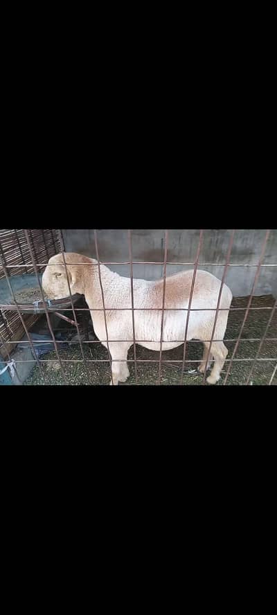 MashaAllah Heavy Weight Pure Blade Khassi Sheep Male 2026 Qurbani
