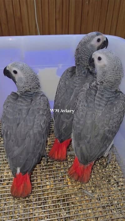 African Grey baby - Near to self