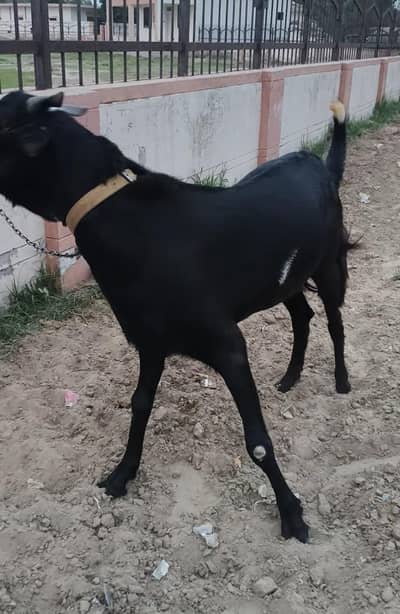 KHASI BAKRA
