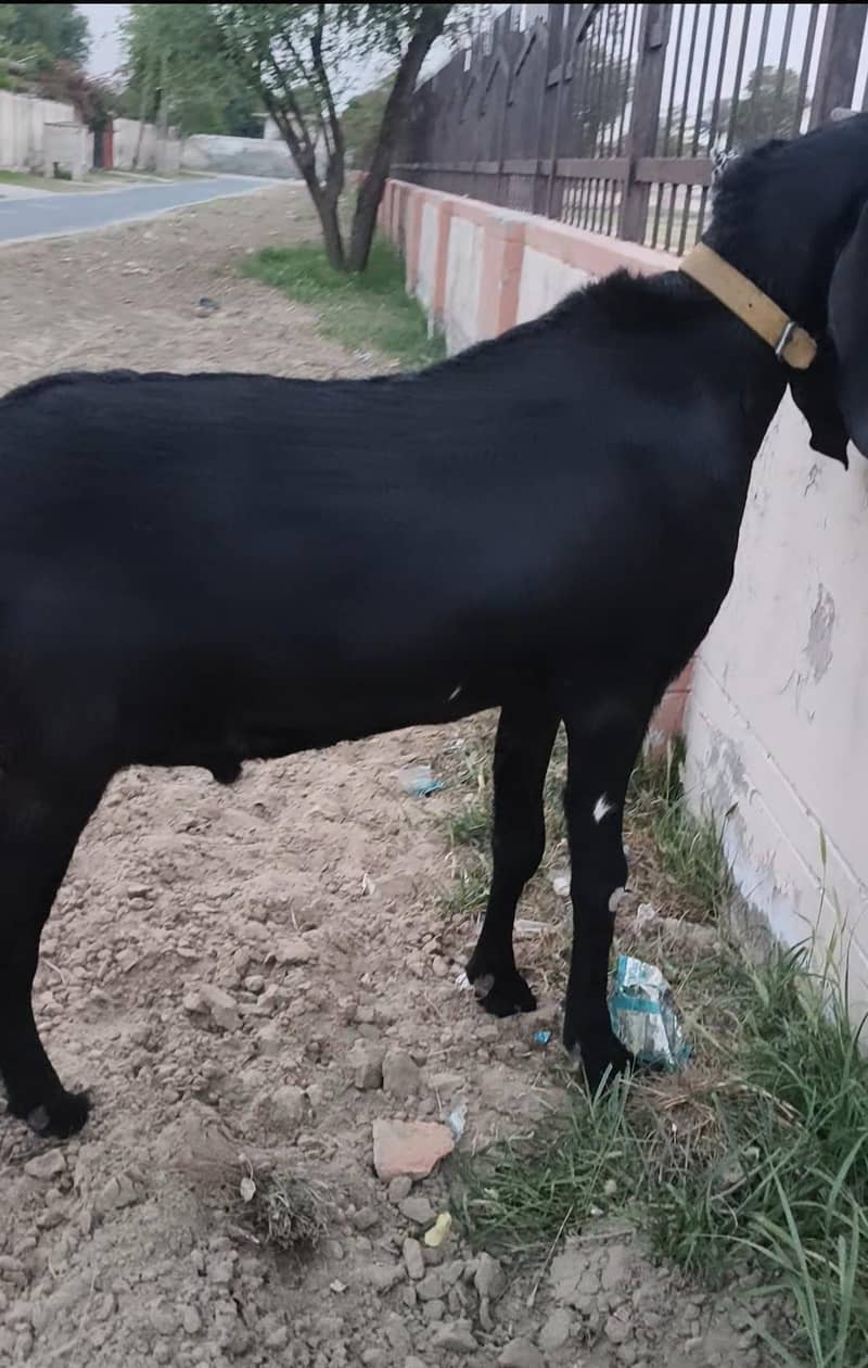 KHASI BAKRA 1