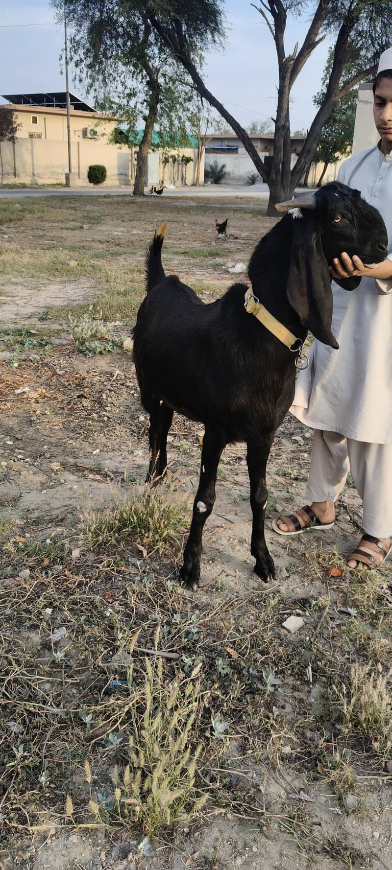 KHASI BAKRA 2
