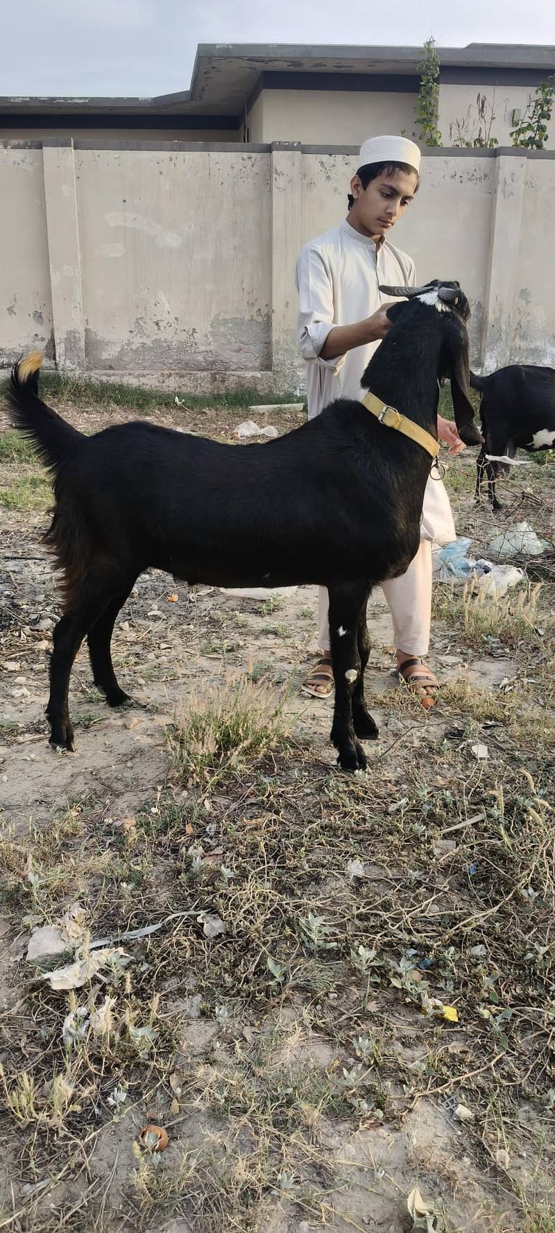 KHASI BAKRA 3