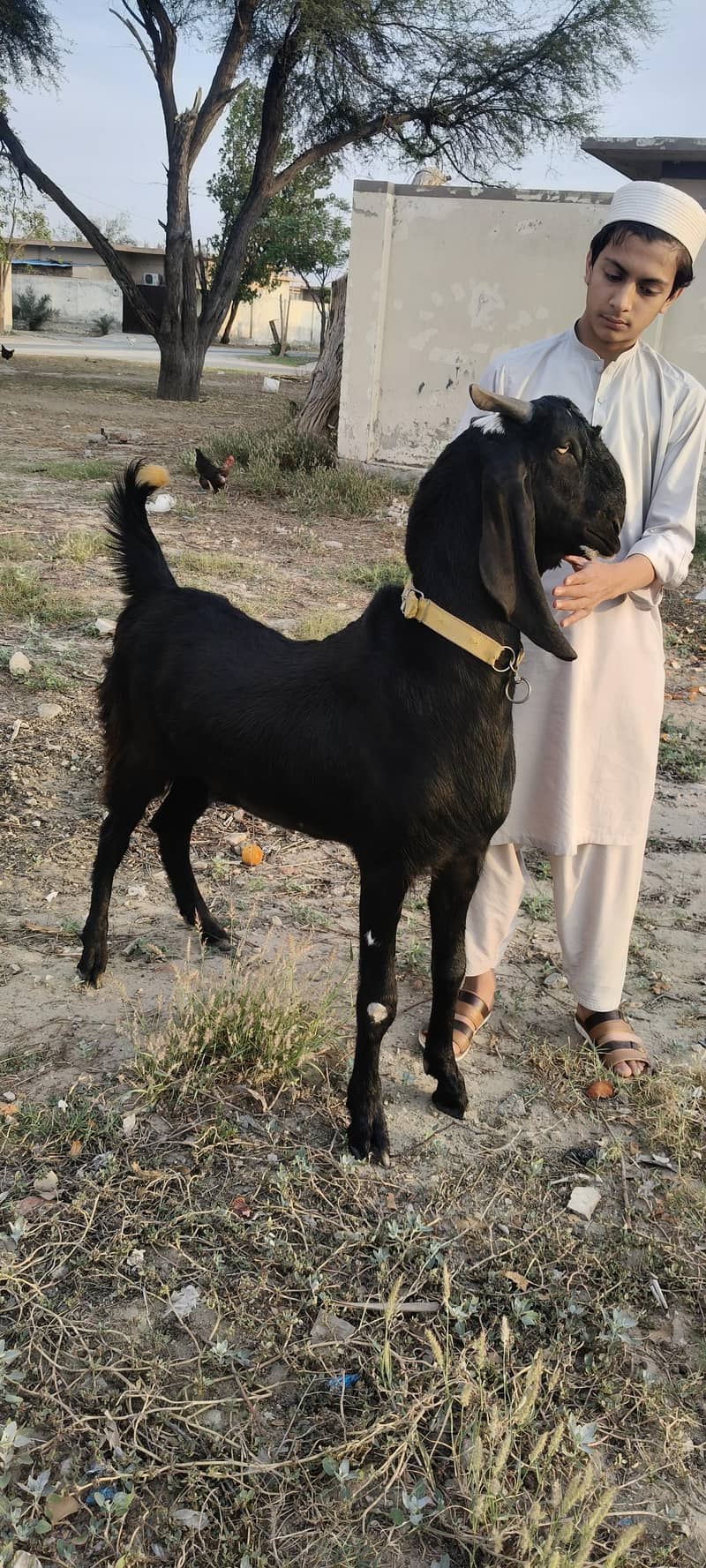 KHASI BAKRA 4
