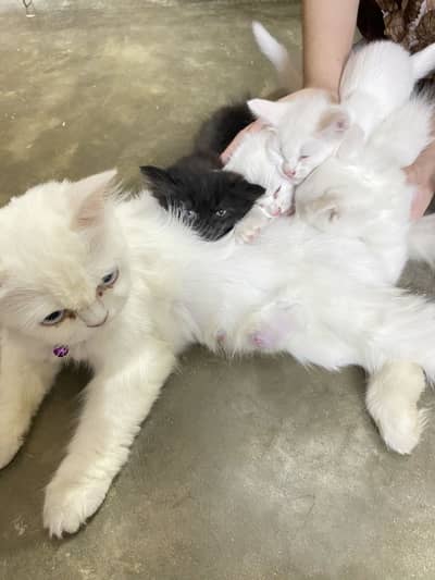 Persian cats
