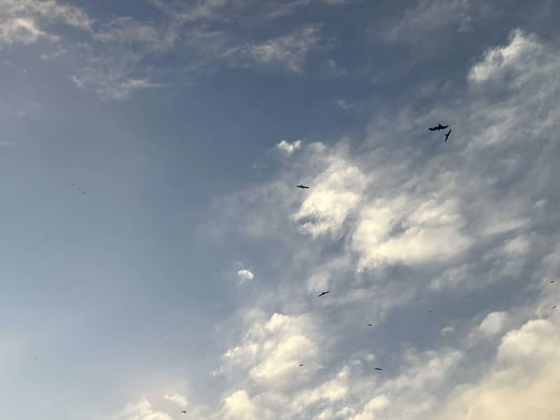 گھریلو کام کے فرائض کے لیے گھریلو ملازمہ کی ضرورت 0