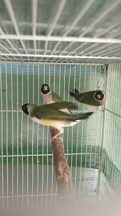 Finch for sale