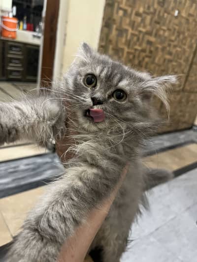 Gray cat 5 month