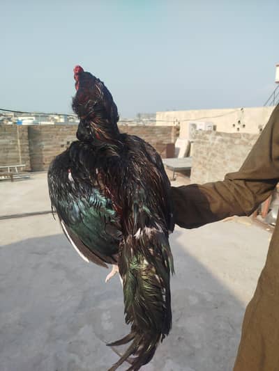 Aseel Murgha and Murghi for sale