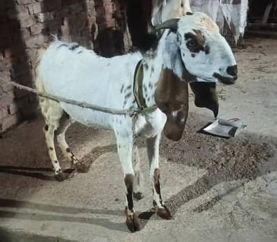 bakri / desi bakri /goat/ qurbani 2026