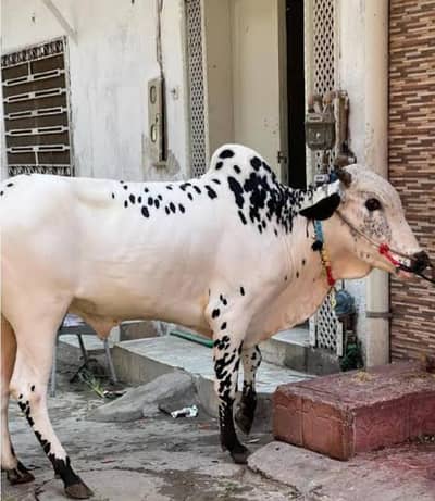 bulls for sale my WhatsApp number 03 45 70 84 4 34