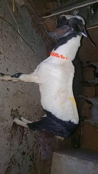 2dant bakaray
