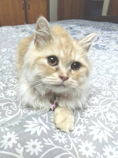 Persian Cat for Sale